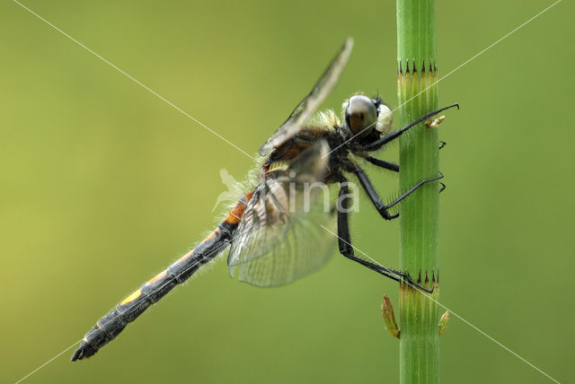 Gevlekte witsnuitlibel (Leucorrhinia pectoralis)