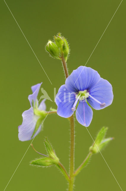 Gewone ereprijs (Veronica chamaedrys)