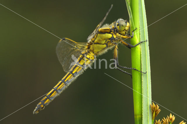 Gewone oeverlibel (Orthetrum cancellatum)