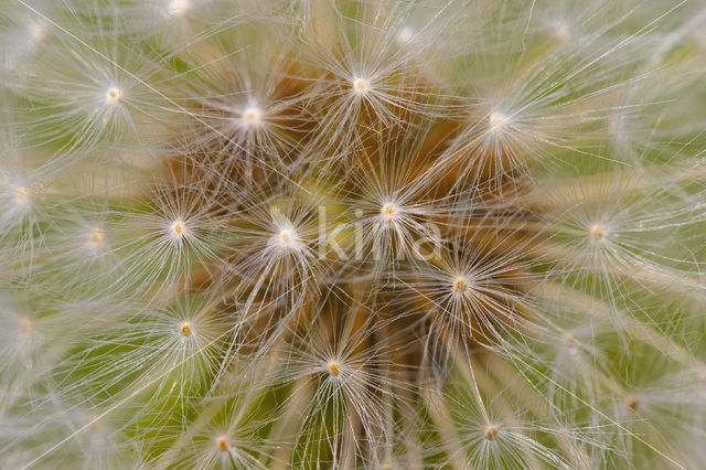 Gewone paardenbloem (Taraxacum officinale)