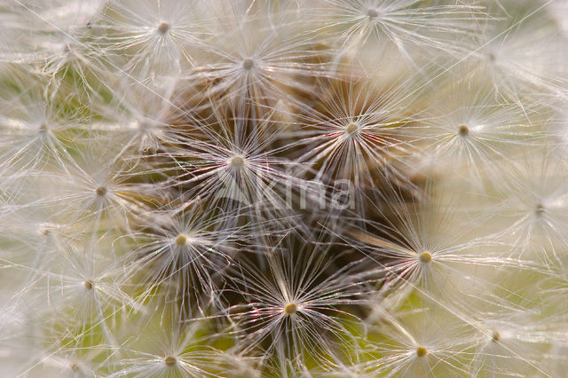 Gewone paardenbloem (Taraxacum officinale)