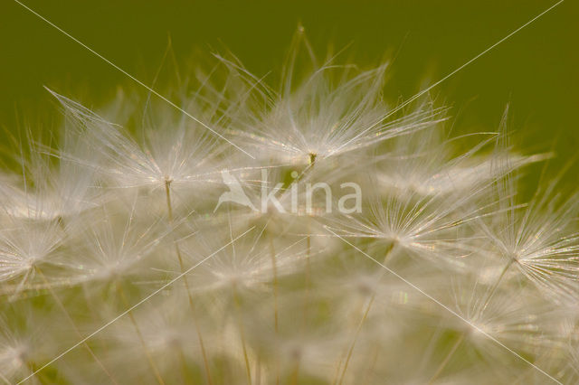 Gewone paardenbloem (Taraxacum officinale)