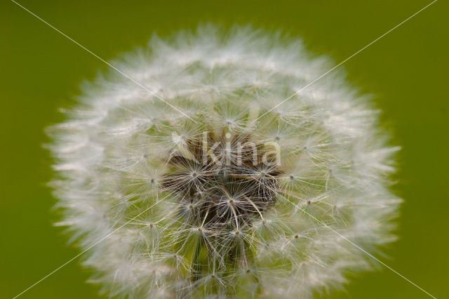 Gewone paardenbloem (Taraxacum officinale)