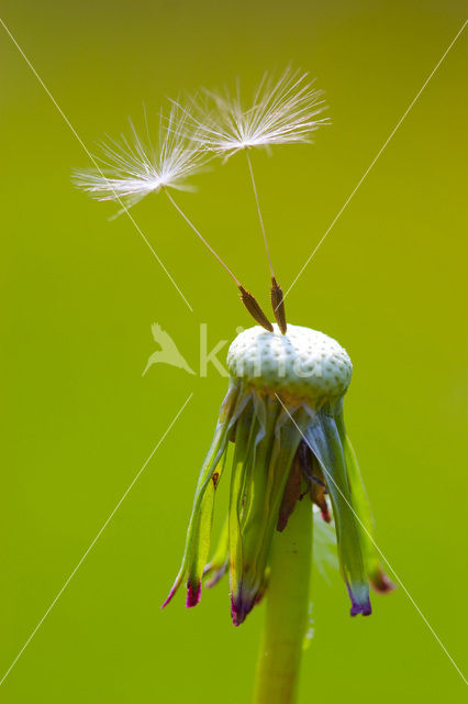 Common Dandelion (Taraxacum officinale)