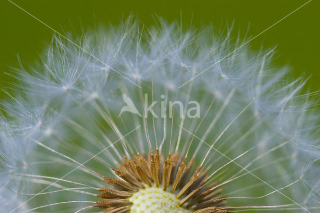 Gewone paardenbloem (Taraxacum officinale)