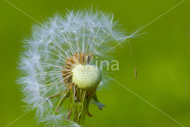 Common Dandelion (Taraxacum officinale)