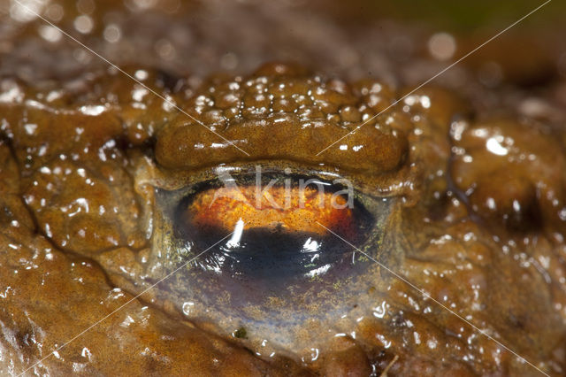 Gewone pad (Bufo bufo)