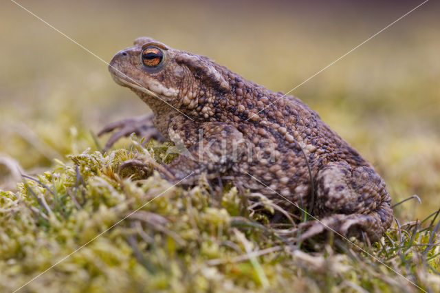 Gewone pad (Bufo bufo)