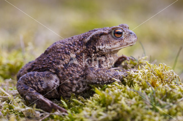 Gewone pad (Bufo bufo)