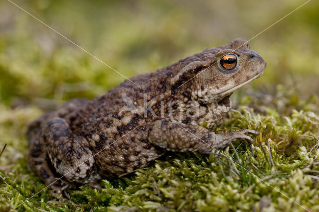 Gewone pad (Bufo bufo)