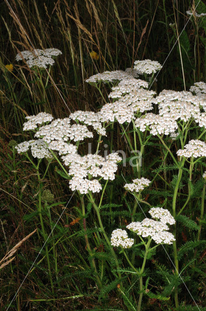 Gewoon duizendblad (Achillea millefolium)