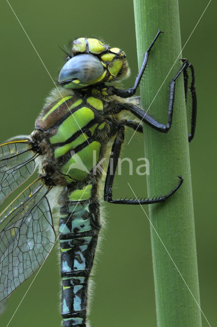 Hairy Dragonfly (Brachytron pratense)