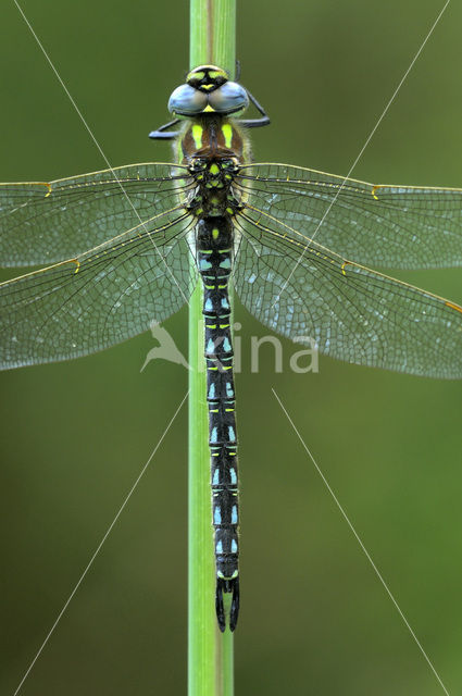 Glassnijder (Brachytron pratense)