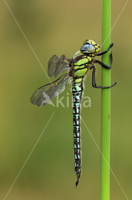 Glassnijder (Brachytron pratense)