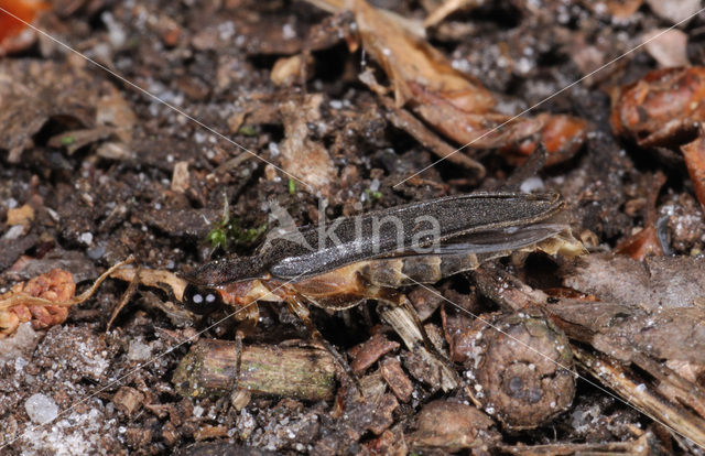 Glimworm (Lampyris noctiluca)