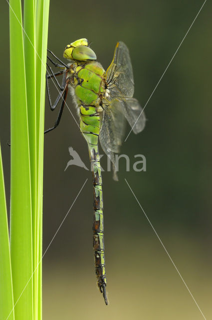 Grote keizerlibel (Anax imperator)