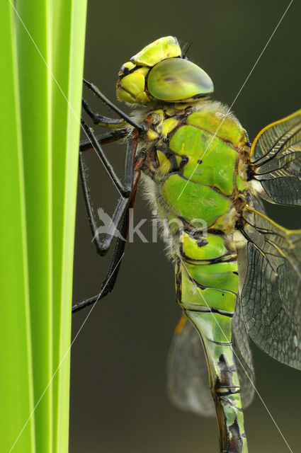 Grote keizerlibel (Anax imperator)