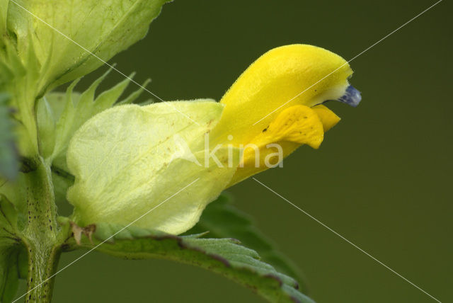 Greater Yellow-rattle (Rhinanthus angustifolius)