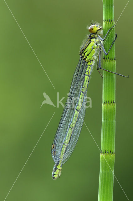 Grote roodoogjuffer (Erythromma najas)