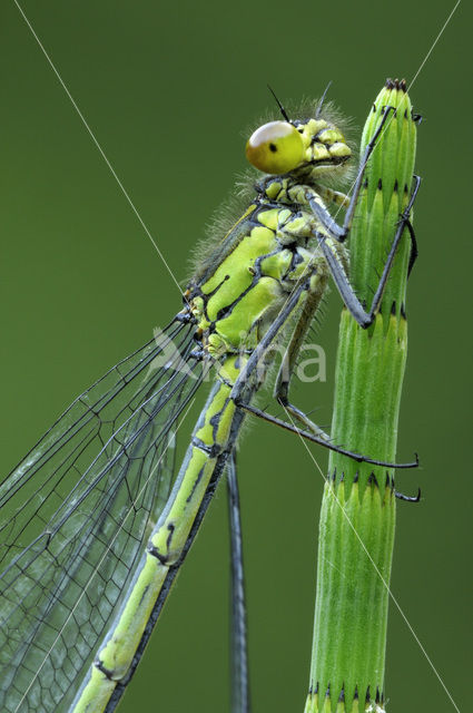 Grote roodoogjuffer (Erythromma najas)