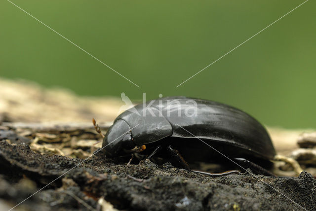 Grote Spinnende Watertor (Hydrophillus aterrimus)