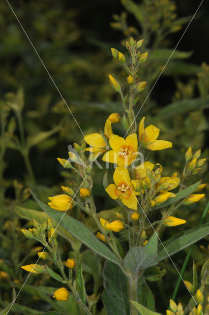 Grote wederik (Lysimachia vulgaris)