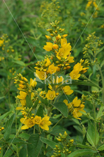 Grote wederik (Lysimachia vulgaris)