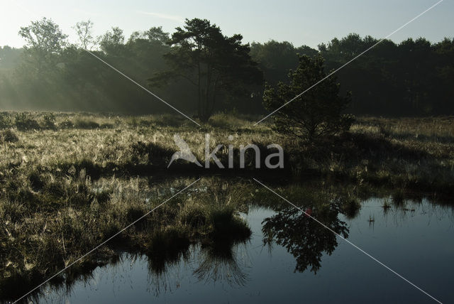 Grove den (Pinus sylvestris)