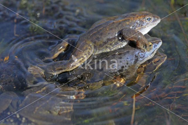 Heikikker (Rana arvalis)