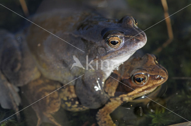 Heikikker (Rana arvalis)