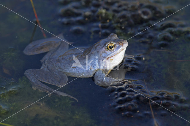 Heikikker (Rana arvalis)