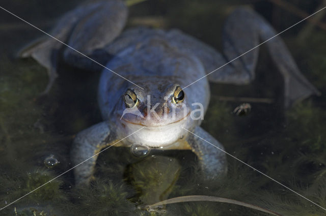 Heikikker (Rana arvalis)