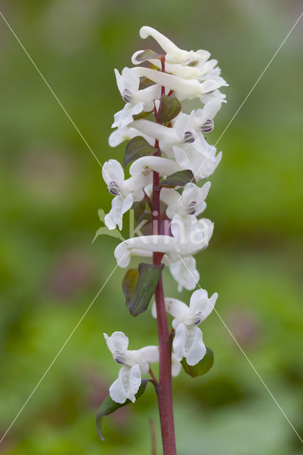 Holwortel (Corydalis cava)