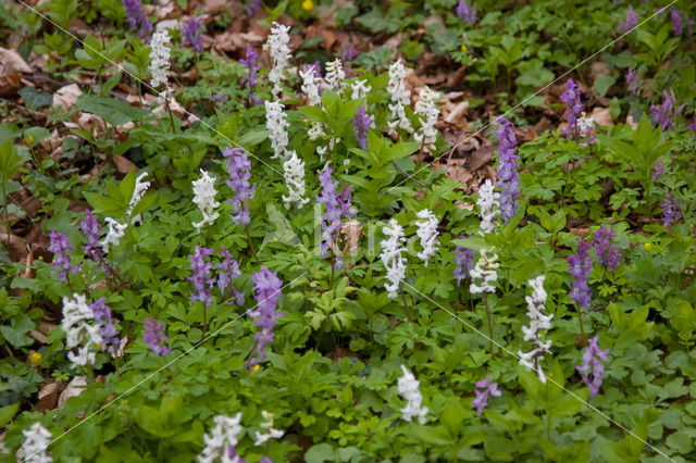 Holwortel (Corydalis cava)