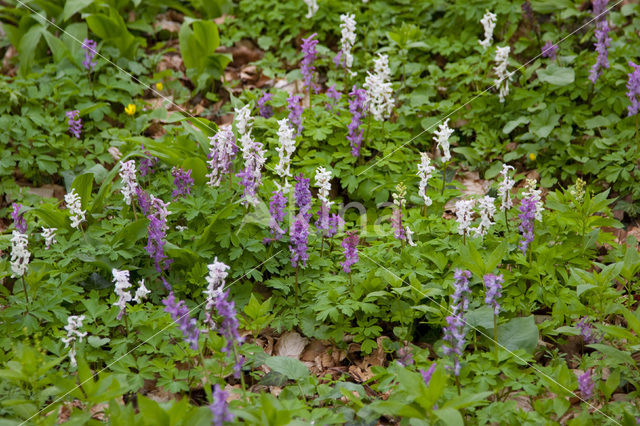 Holwortel (Corydalis cava)