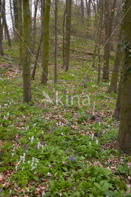 Holwortel (Corydalis cava)