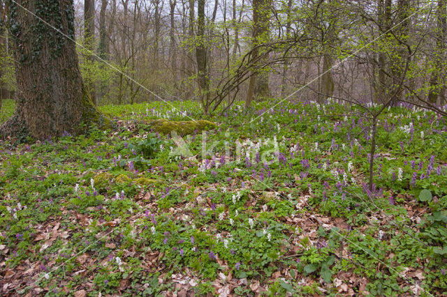 Holwortel (Corydalis cava)