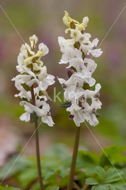 Holwortel (Corydalis cava)