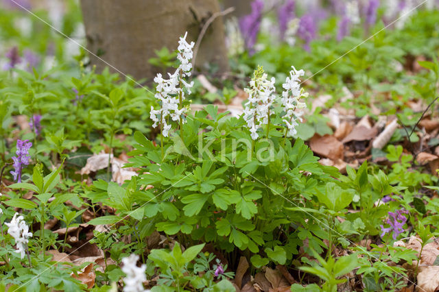 Holwortel (Corydalis cava)