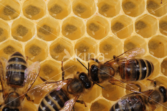 Honey bee (Apis mellifera)
