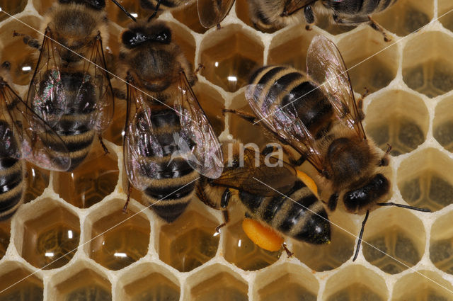 Honey bee (Apis mellifera)