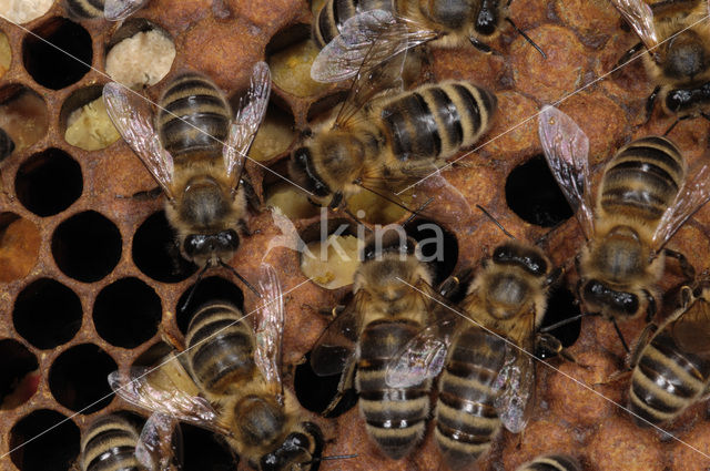 Honey bee (Apis mellifera)