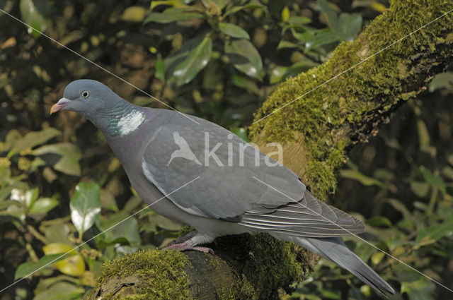 Houtduif (Columba palumbus)