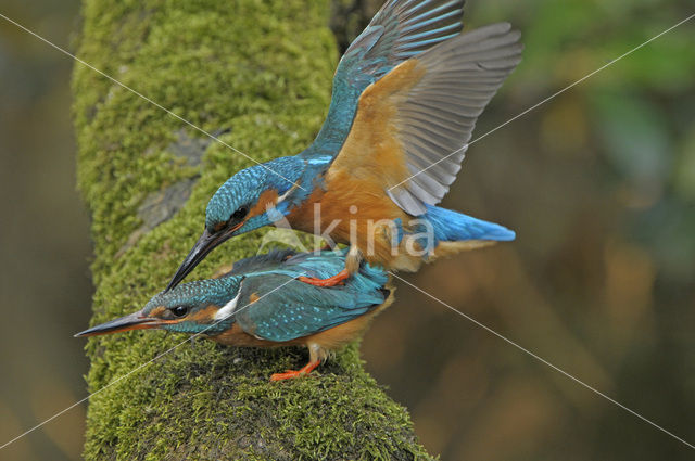 IJsvogel (Alcedo atthis)