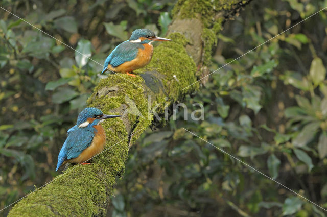 IJsvogel (Alcedo atthis)