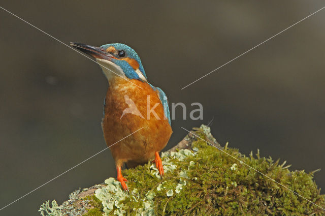 IJsvogel (Alcedo atthis)