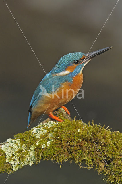 IJsvogel (Alcedo atthis)