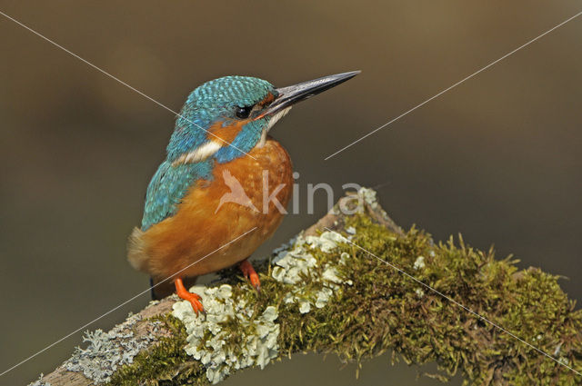 IJsvogel (Alcedo atthis)