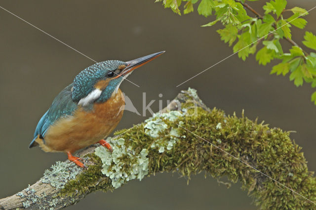 IJsvogel (Alcedo atthis)