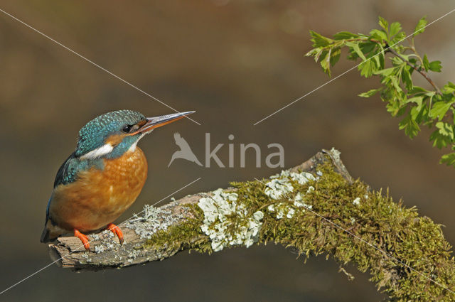 IJsvogel (Alcedo atthis)